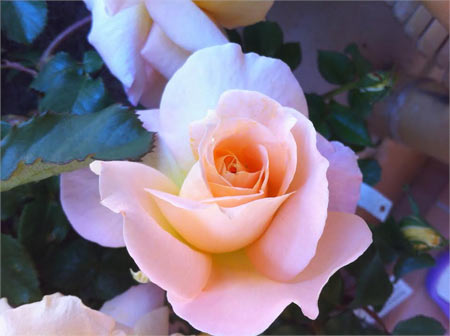 fleur
